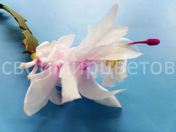 шлюмбергера Thor Wild Cactus White and Pink 